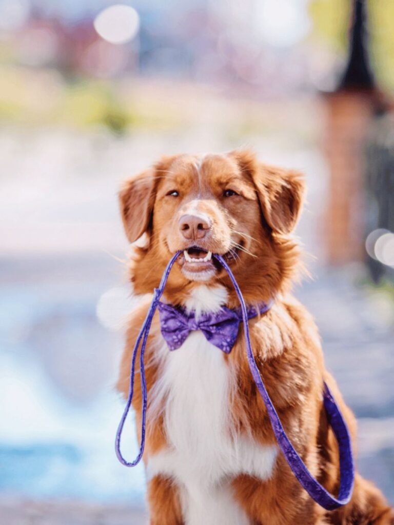 redish brown dog in purple bow tie 