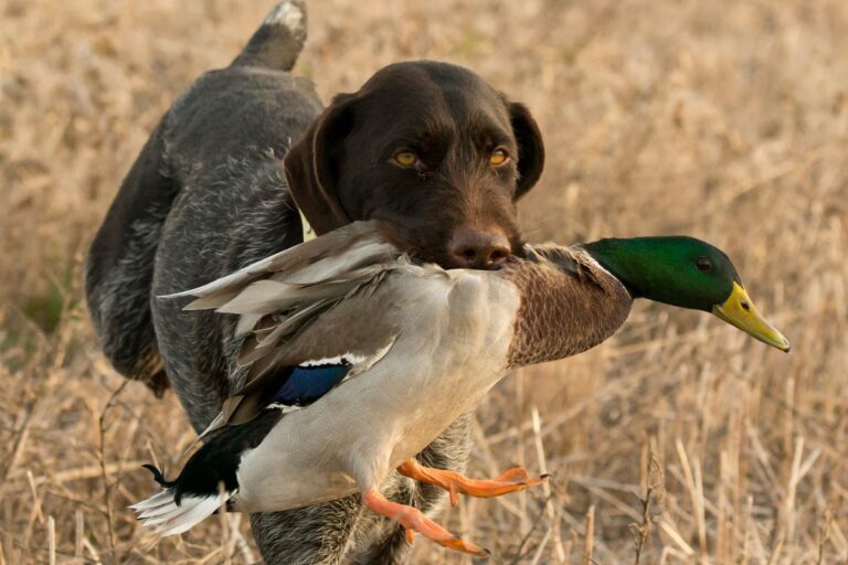 female hunting dog carrying a duck