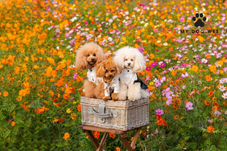 apricot colored dogs in a basket